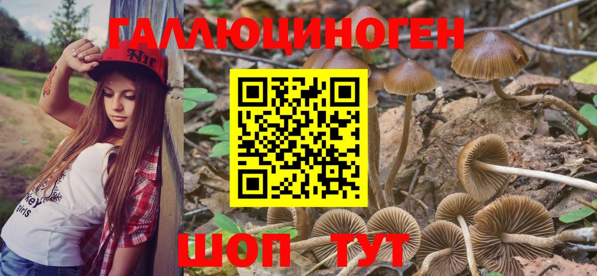 Галлюциногенные грибы Psilocybine cubensis Шатура